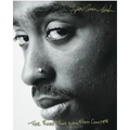 The Rose That Grew from Concrete